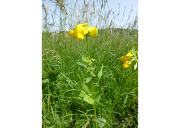 Wiesen-Hornklee (Lotus corniculatus) - © Philipp Sengl